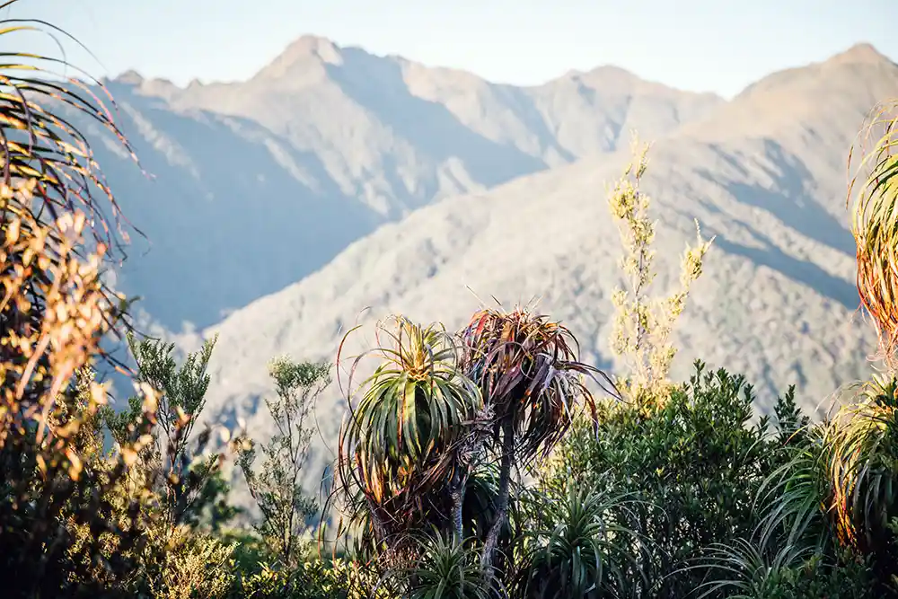 Mountain neinei (Dracophyllum) with Mt Olympus and Lead Hills in background