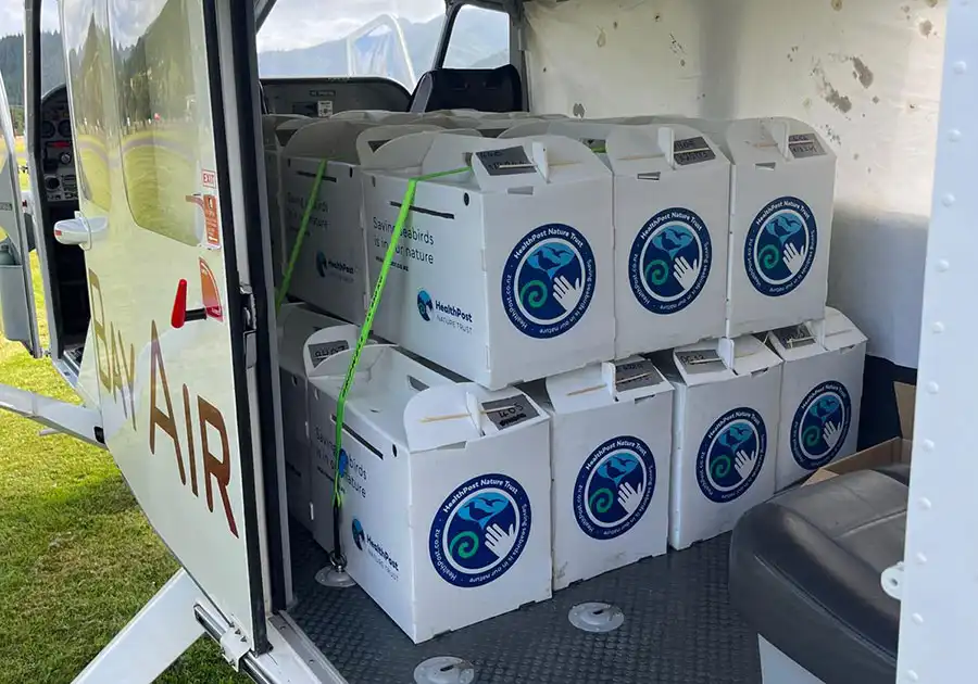Freight: Golden Bay Air Airvan loaded with Pakahā Fluttering Shearwater chicks ready to be flown from Picton Airport to Golden Bay