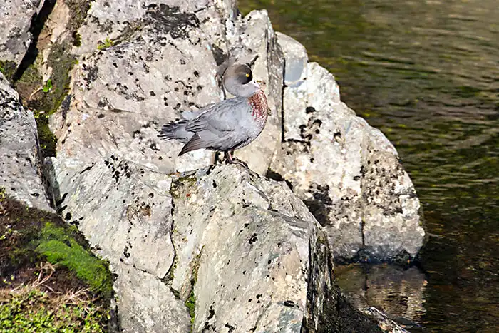 A Whio Blue Duck camouflaged against the rock on a Gouland Downs river