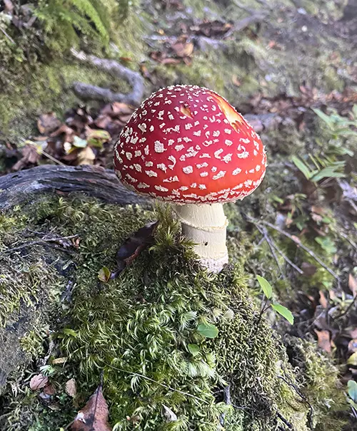 Fly Agaric mushroom