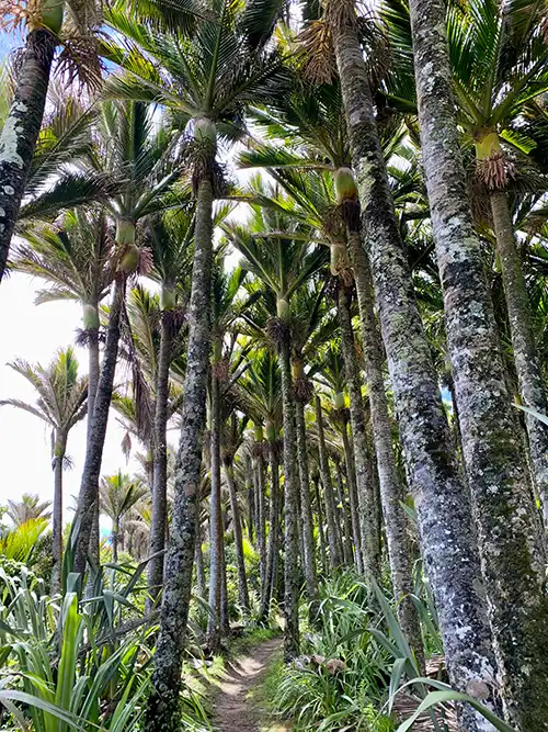 Stand of Niaku Palms on Heaphy Track Coastal Section