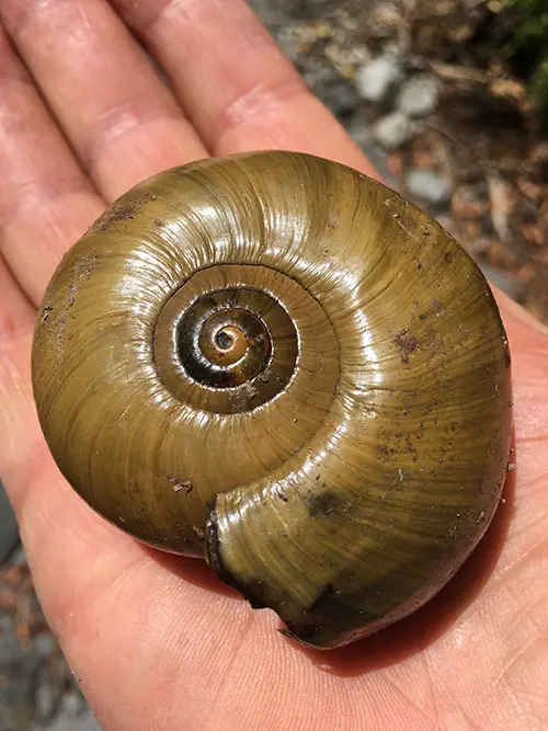 Powelliphanta shell superba shell held on palm of hand