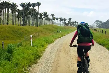 Biker riding along the Kohaihai to Karamea gravel section, lined with Nikau Palms