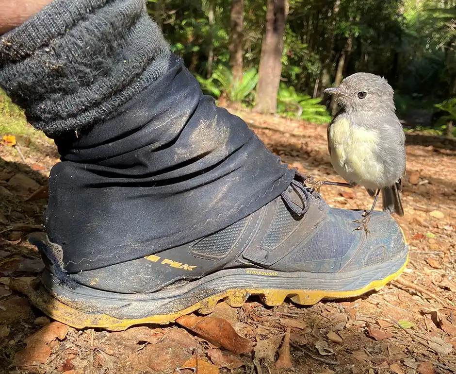 South Island Robin standing on a trampers boot waiting for a treat