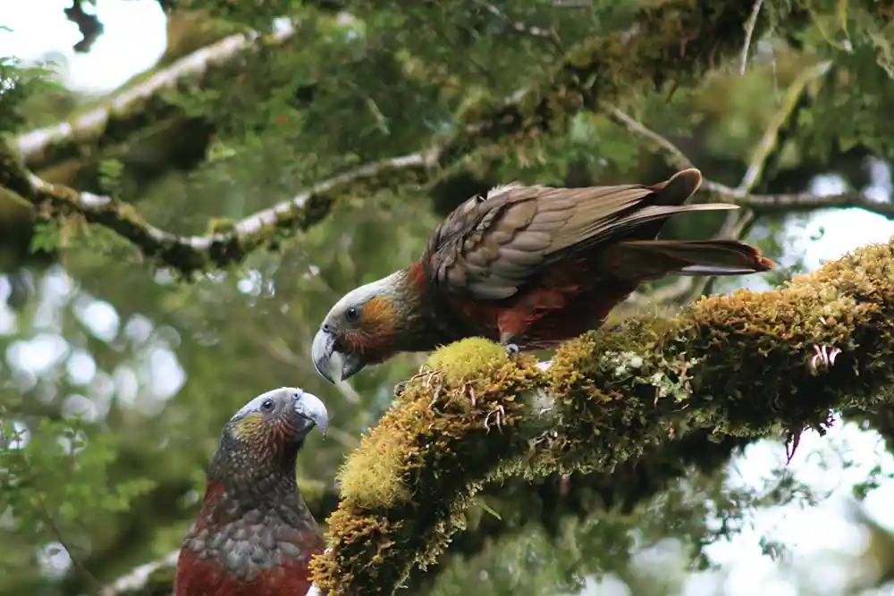 South Island Kākā. Image courtesy Wiki Creative Commons