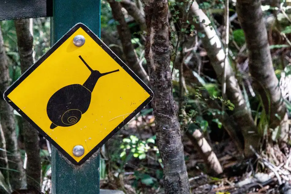 Beware, giant snails lurk on the Heaphy Track!