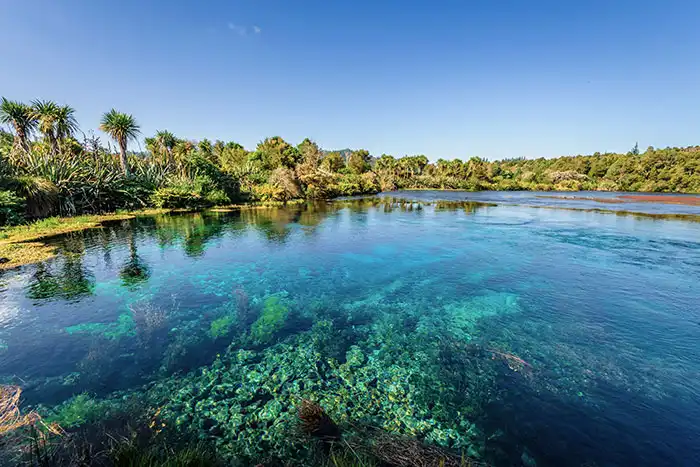 The crystal clear water of Waikorupupu Springs fringed with bush